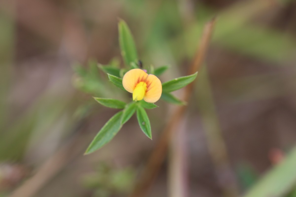 Stylosanthes guianensis (Aubl.) Sw.